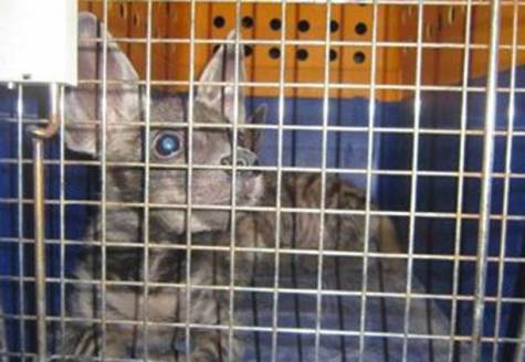 Hyena rescued in Abu Dhabi