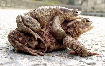 Toads Could Predict Deadly Mideast Earthquakes Months in Advance