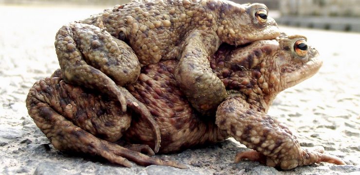 mating-toads-earthquakes.jpg