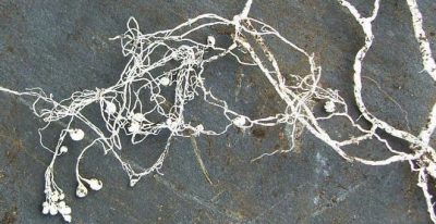 Hungry Persian Gulf States Look to Mycorrhiza Fungus to Grow Crops in Desert