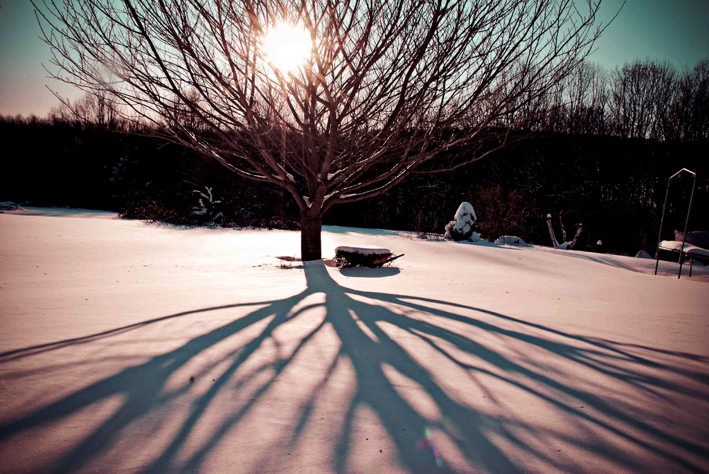 shoots roots tree sun photo