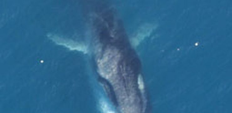 20061102_finwhale.jpg