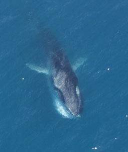 Young Whale Dies off Israel’s Shore