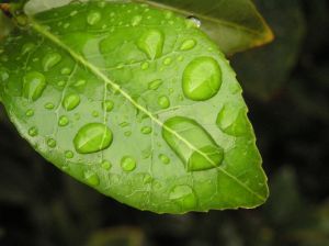 Green Action is About Environmental AND Social Change