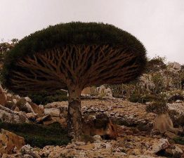 Eco Tourism in the Middle East: Yemen