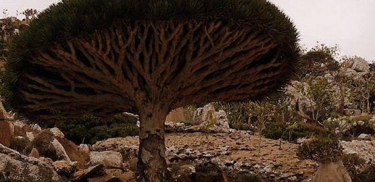 3228774-Dragons_blood_tree_right_red_resin-Socotra3.jpg