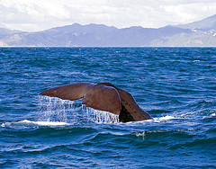 Support Sea Shepherd to Save the Whales