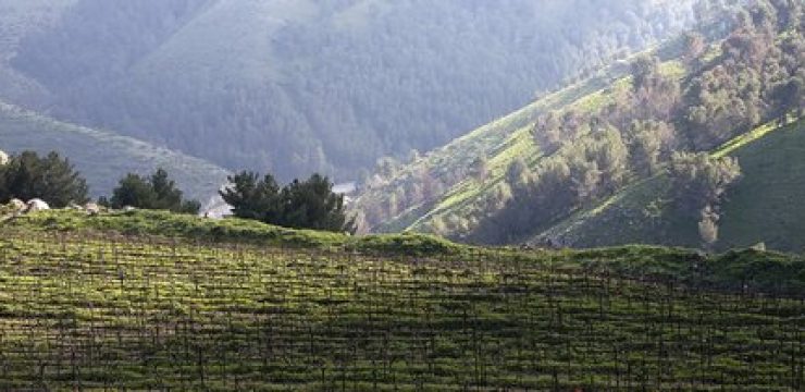 500_israel-wine-country-green-prophet-vineyard-image-picture-pic.jpg