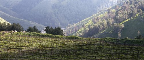 Connecting Man To The Land Through Wine, From Israel