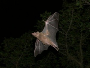 Egyptian "Sonar" Bats Have Very Positive Environmental Roles