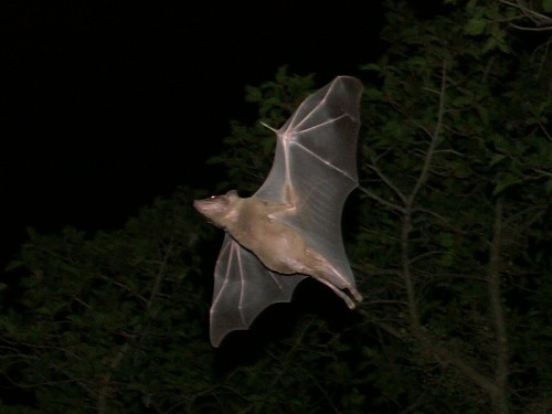 Egyptian "Sonar" Bats Have Very Positive Environmental Roles