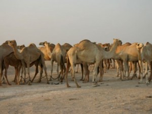 Abu Dhabi Rich Pay Millions For Camels While Arab World Stays Poor
