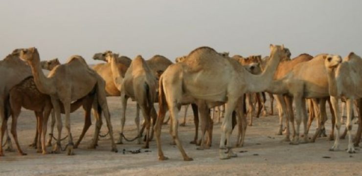 Camels-Standing13-500x3752.jpg