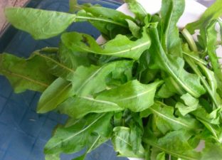 Chicory, Traditional Middle-Eastern Greens