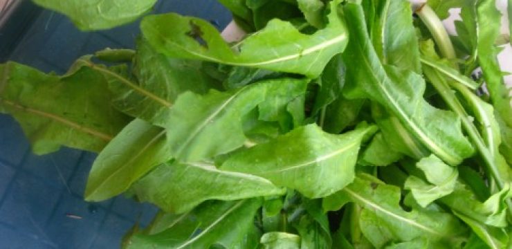 Chicory-leaves-for-GP1-500x361.jpg