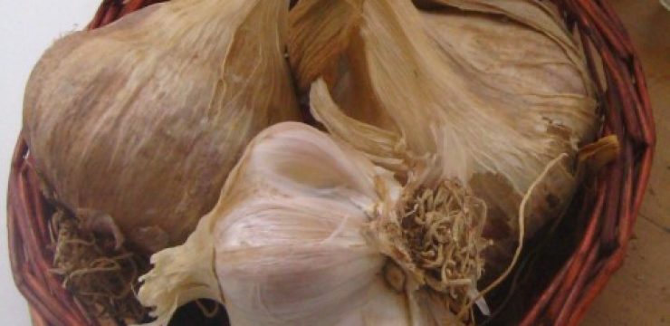 Dried-garlic-up-close-500x497.jpg