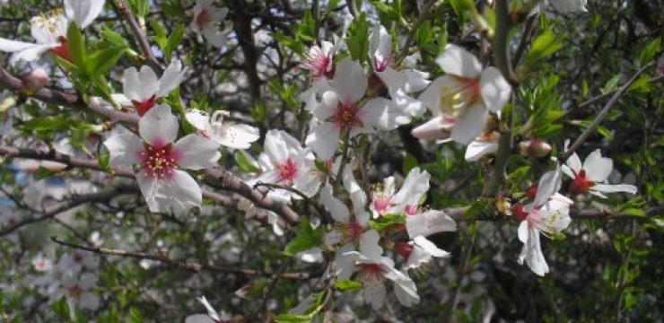 Flowering-almond-tree-Tsfat-500x375.jpg