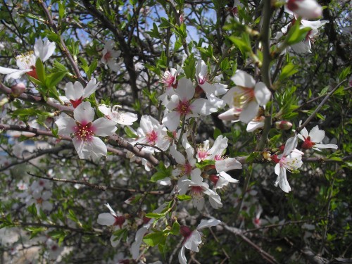 Make almond blossom liquor with arak or vodka