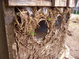 Adam and Eve: An Eco Farm Paradise in Modiin