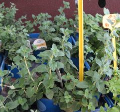 The ABCs of Middle East Spice Medicines, Part IV – Oregano to Rosemary