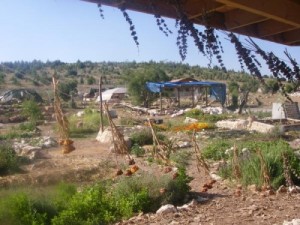WWOOF Your Way to Organic Food in the Middle East