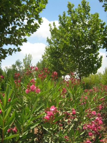 King Hussein Park - Amman