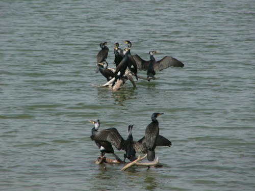 kishon river rehab israel