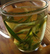 GoEco on a Volunteer Eco-Tourism Adventure in Israel