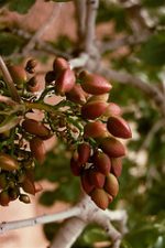 Hollywoood Stars Liev Schreiber and Naomi Watts Plant Pistachio Tree in Galilee with JNF (VIDEO)