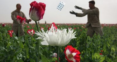 Afghan Opium Growers Get Burned Out