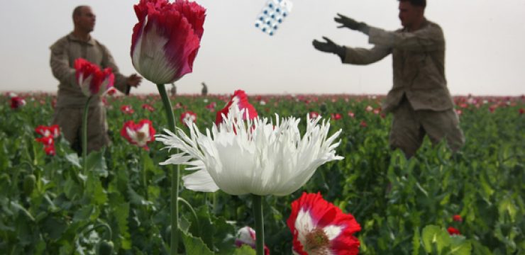 afghanistan-poppy-opium-heroin-photo.jpg