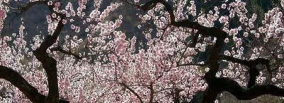 WWOOFing It: Organic Farm Volunteer Opportunities in Israel