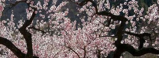 WWOOFing It: Organic Farm Volunteer Opportunities in Israel