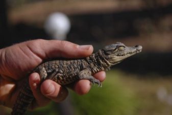 Baby Crocodile Boards EgyptAir Flight