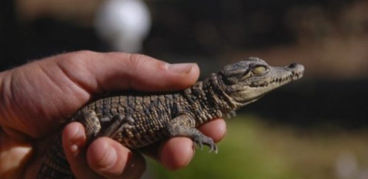 baby-crocodile-500x3343.jpg