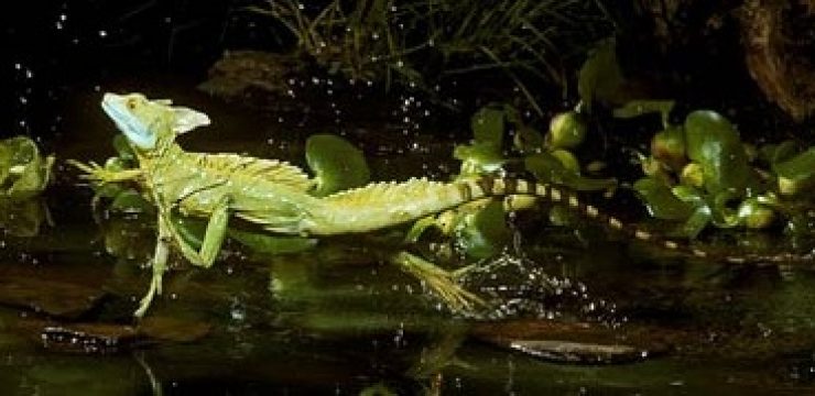 basilisk-lizard-green-prophet-news.jpg