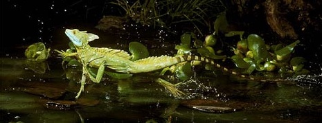 Green Prophet in the News