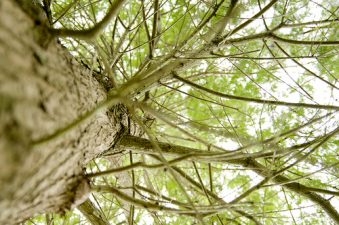 UN Fulfills Green Mission To Tree Plant in Middle East