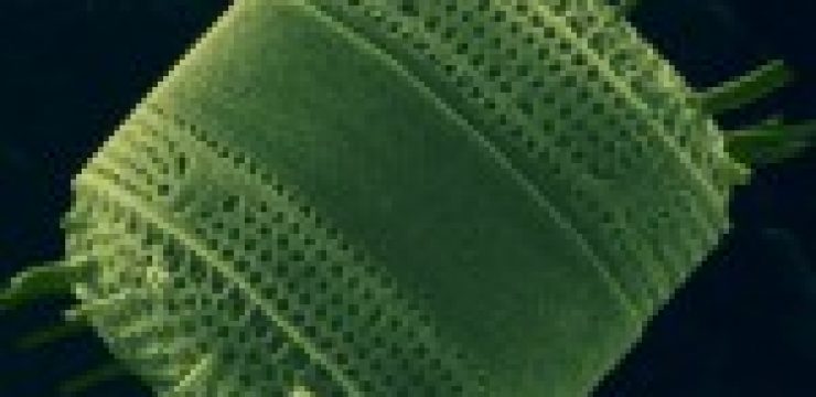 diatom-150x150.jpg