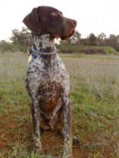 When your pets help you recycle