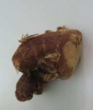 Middle-Eastern Spice Medicines from Dill to Ginger