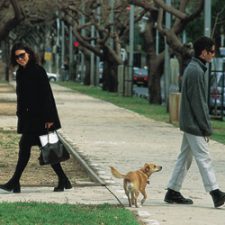 Knesset Environment Committee Starts Fighting for Urban Trees