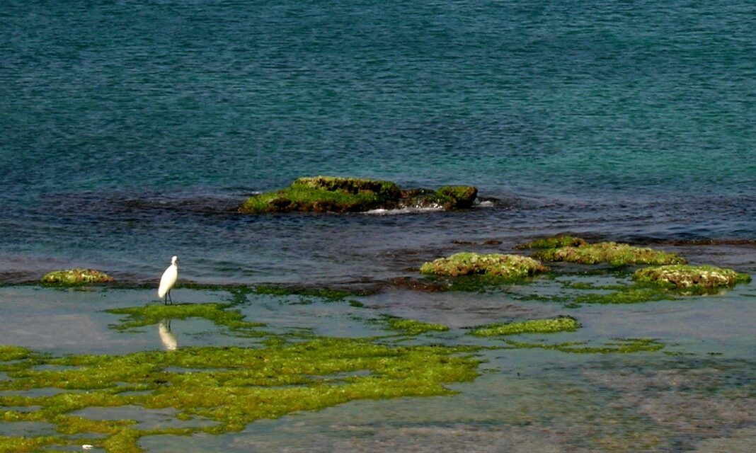 Real Estate Developers and Environmentalists Clash Over Nahal Betzet Beach in Western Galilee