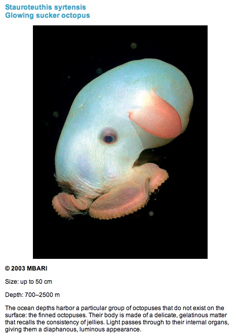 the deep marine octopus