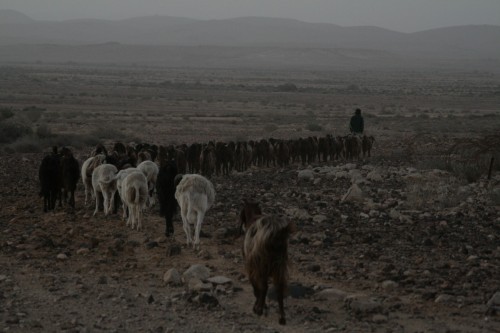 Organic Goat Herding in Israel: The Podcast