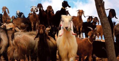 Goats – your new firefighting friends
