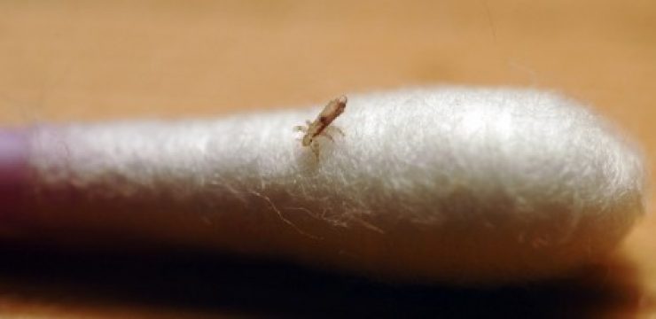 head-lice-ecomum-natural-500x218.jpg