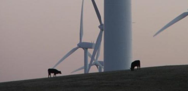 israel-cow-switzerland-energy.jpg