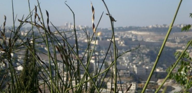 israel-environment-500x375.jpg