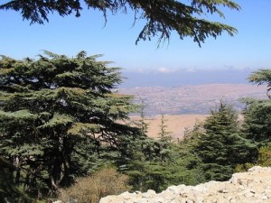 Can the Cedars of Lebanon Survive Climate Change?